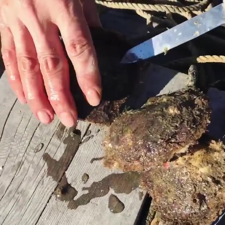 Обложка видео: Тестовая проверка «урожая», в жемчужницах Акойя, в заливе Аго, в центральной Японии, расположенном…
